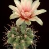 Gymnocalycium_stuckertii